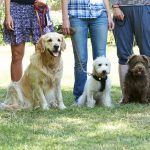 Should I Feed My Dog Before Training Class