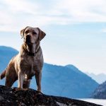 What Age Can I Stud My Dog