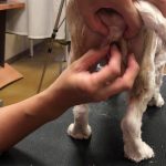 What Can I Use to Clean My Dogs Private Area