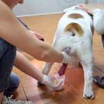 What Colour is Dog Sperm