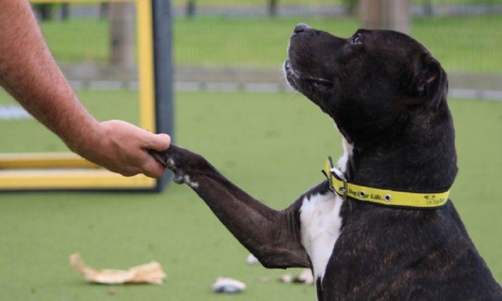 What Do Dogs Trust Do