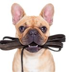 What Do You Need to Become a Dog Walker