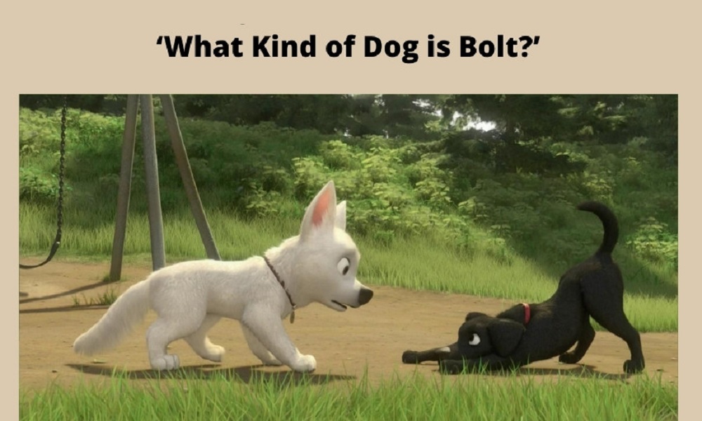 What Dog is Bolt