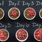 What to Expect When Switching Dog to Raw