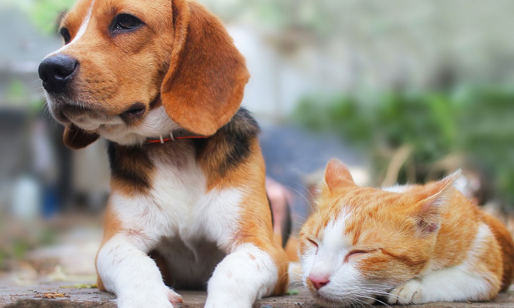 What’s the Difference between Cat And Dog Flea Treatment