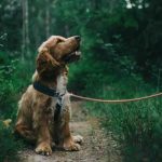 When Can a Dog Go Out After 2Nd Injection