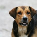 When to Worm a Pregnant Dog