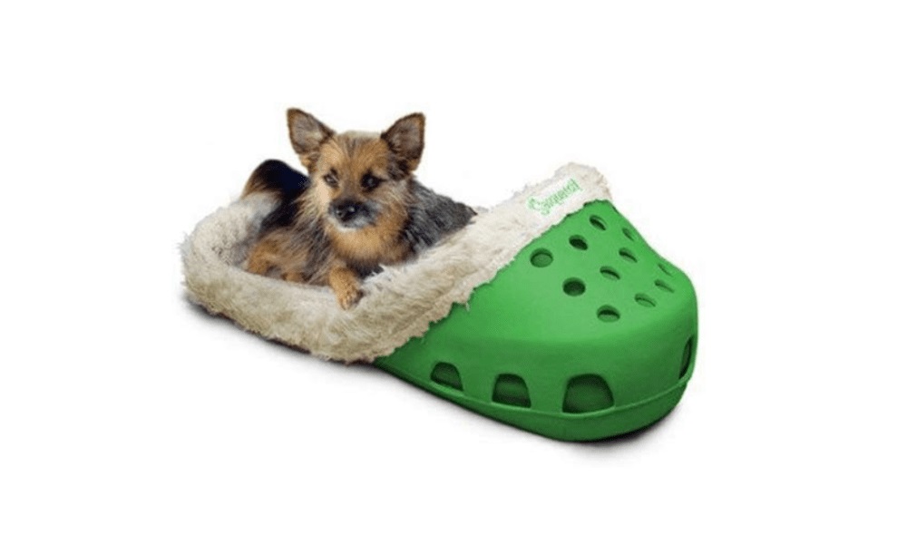 Why Do Dogs Take Shoes to Their Bed