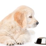 Why Does My Dog Pee in His Food Bowl