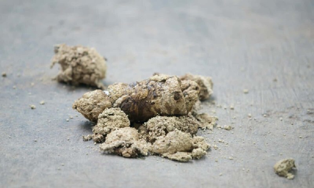 Why is My Dogs Poo Crumbly