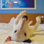 Are All Travel Lodges Dog Friendly