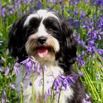 Are Bluebells Toxic to Dogs