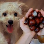 Are Chestnuts Bad for Dogs