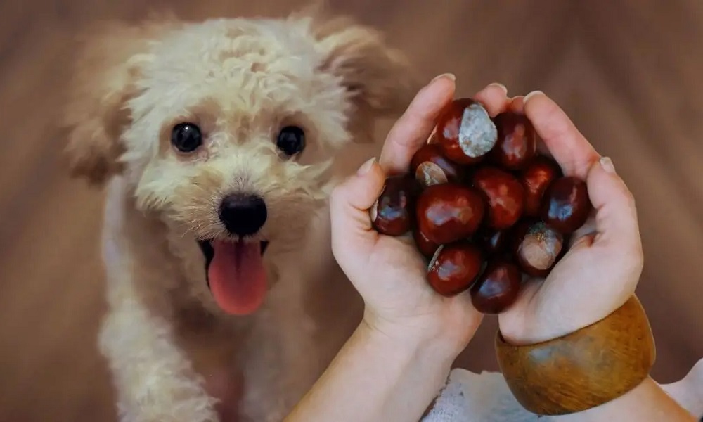 Are Chestnuts Bad for Dogs