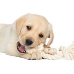 Are Coffee Wood Chews Safe for Dogs