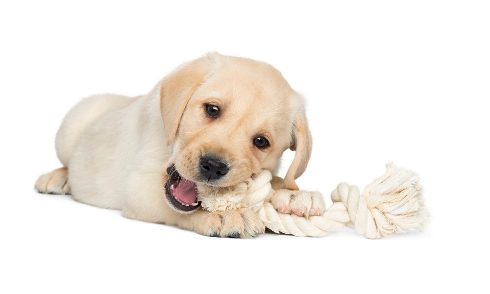 Are Coffee Wood Chews Safe for Dogs? – Pet Help Reviews UK