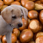 Are Conkers Safe for Dogs