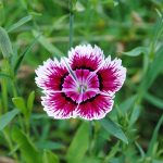 Are Dianthus Poisonous to Dogs