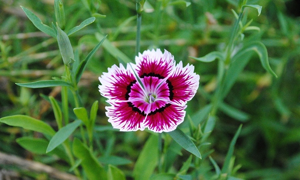 Are Dianthus Poisonous to Dogs? – Pet Help Reviews UK