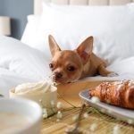 Are Dogs Allowed Butter