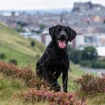 Are Dogs Allowed in Edinburgh Botanic Gardens