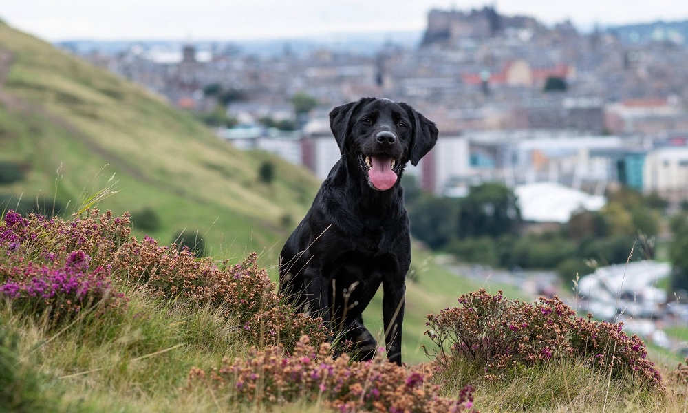 Are Dogs Allowed in Edinburgh Botanic Gardens