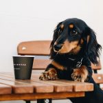Are Dogs Allowed in Starbucks Uk