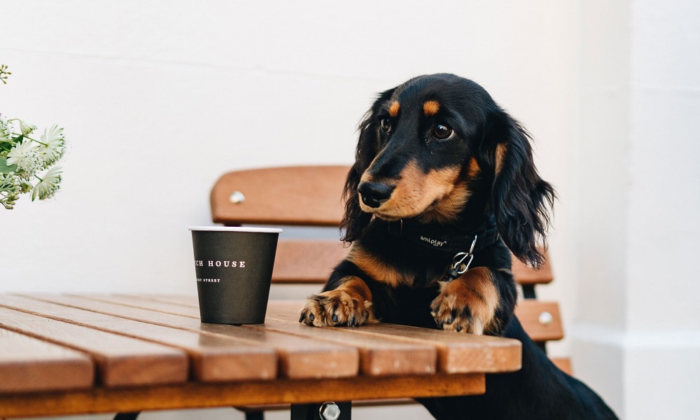 Are Dogs Allowed in Starbucks Uk