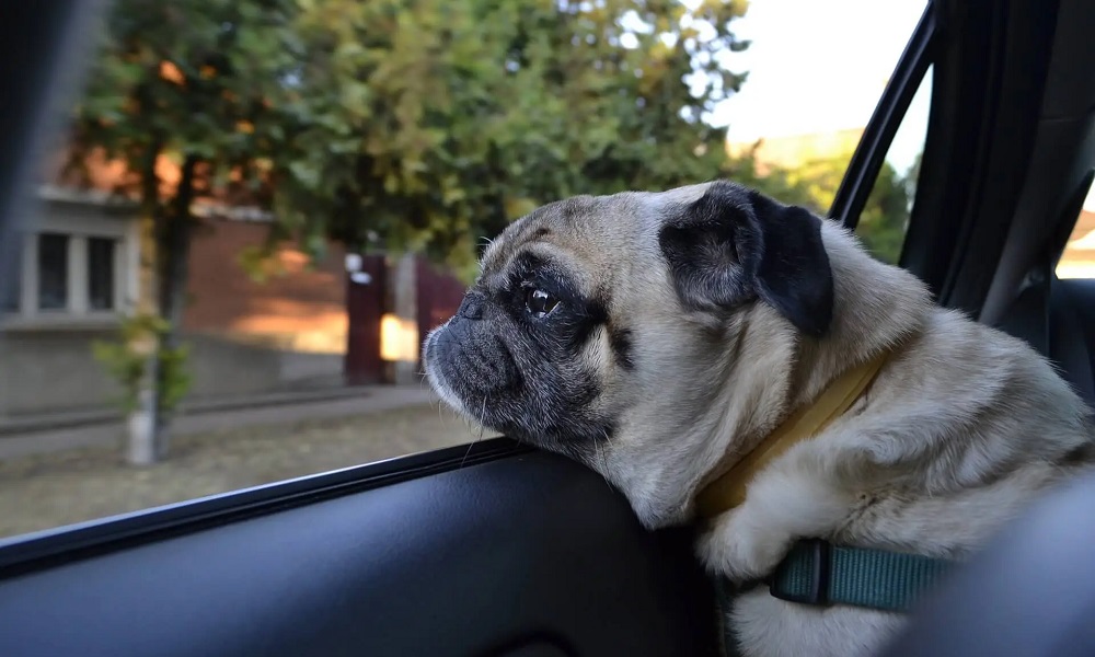 Are Dogs Allowed in Taxis Uk