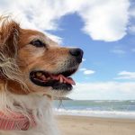 Are Dogs Allowed on Barmouth Beach