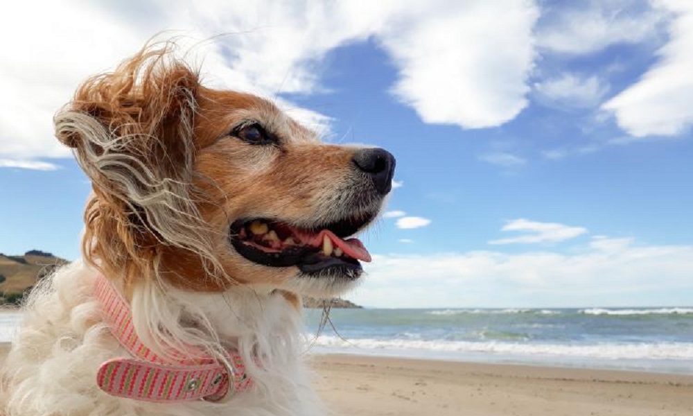 Are Dogs Allowed on Barmouth Beach