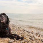 Are Dogs Allowed on Barry Island Beach