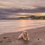 Are Dogs Allowed on Budleigh Salterton Beach