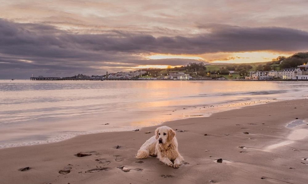 Are Dogs Allowed on Budleigh Salterton Beach