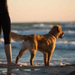 Are Dogs Allowed on Carbis Bay Beach