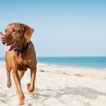 Are Dogs Allowed on Great Yarmouth Beach