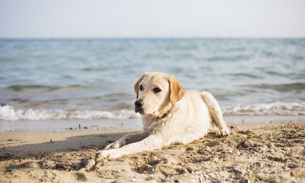 Are Dogs Allowed on Perranporth Beach