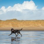 Are Dogs Allowed on Saunton Sands Beach