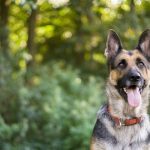 Are Dogs Immune to Tear Gas