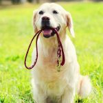 Can Dogs Be Stung by Nettles