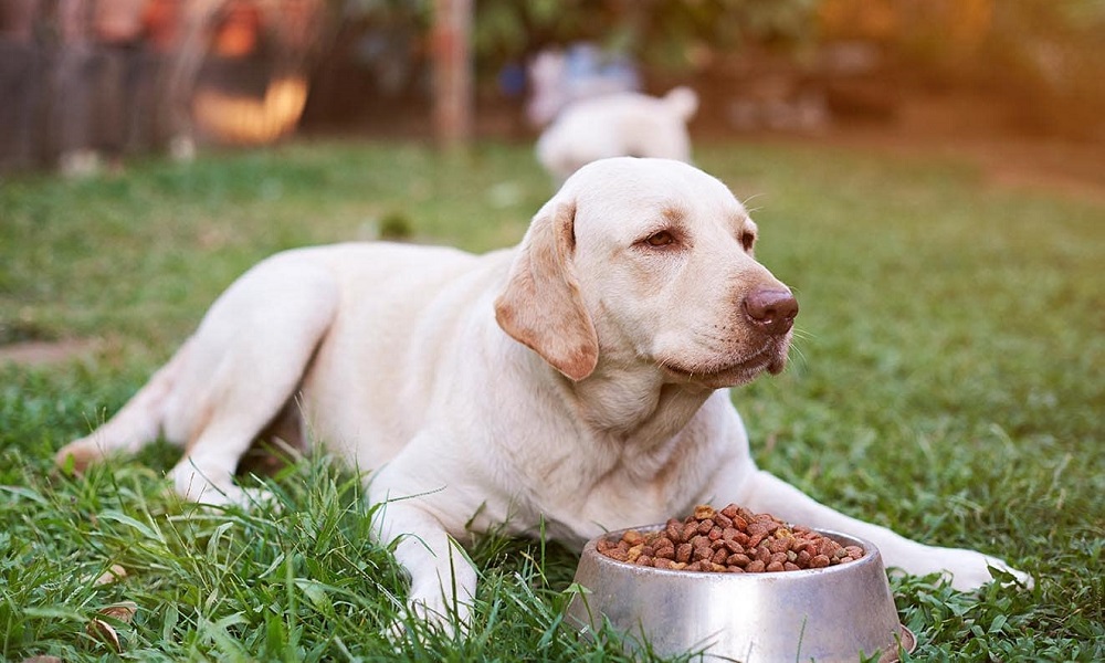 Can Dogs Eat Bird Seed