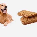 Can Dogs Eat Biscoff