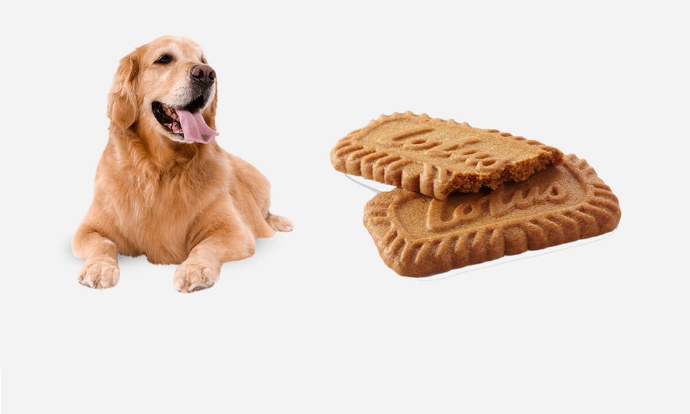 Can Dogs Eat Biscoff