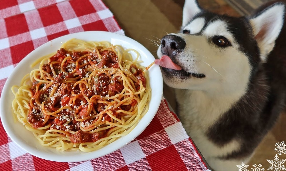 Can Dogs Eat Bolognese