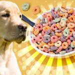 Can Dogs Eat Cereal With Milk