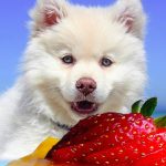 Can Dogs Eat Cheesecake