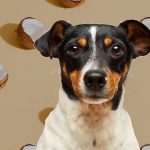 Can Dogs Eat Coconut Shells