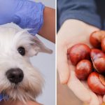 Can Dogs Eat Conker Shells