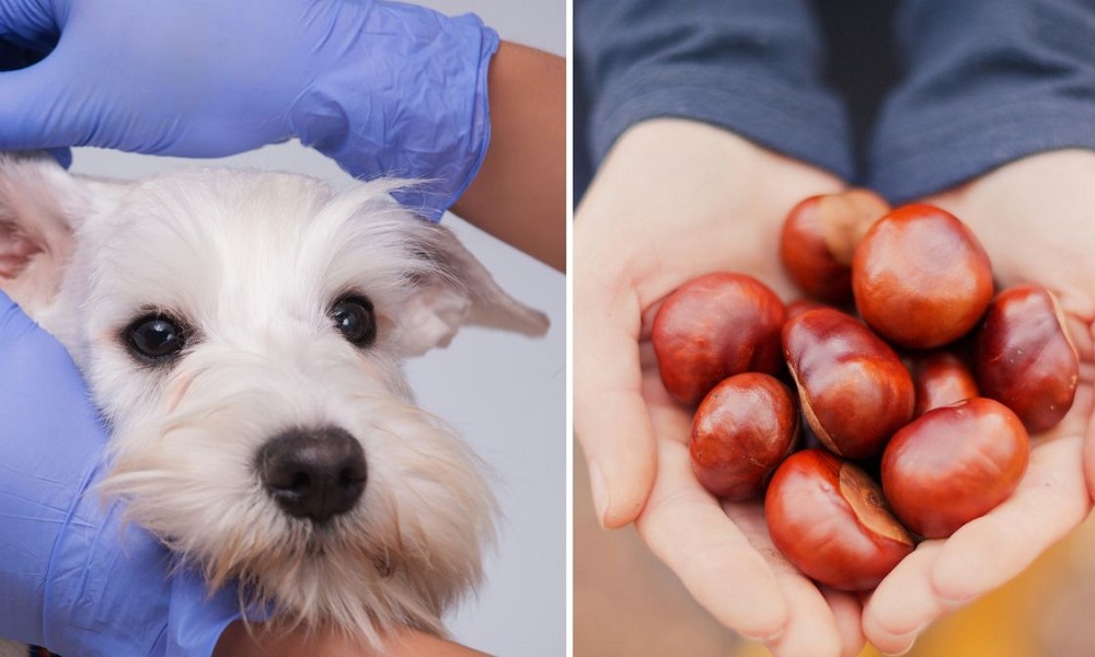 Can Dogs Eat Conker Shells