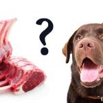 Can Dogs Eat Cooked Lamb